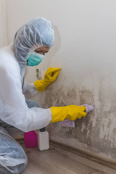 Professional Mold Removal in Perry, OK